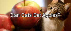 Can cats Eat Apples