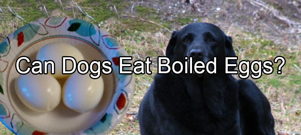 Can Dogs Eat Boiled Eggs