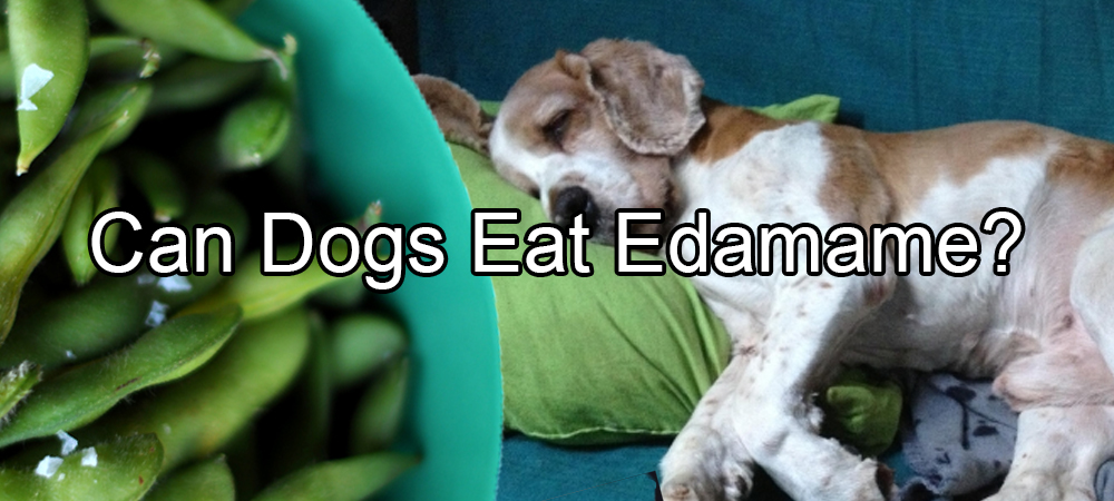 Can Dogs Eat Edamame
