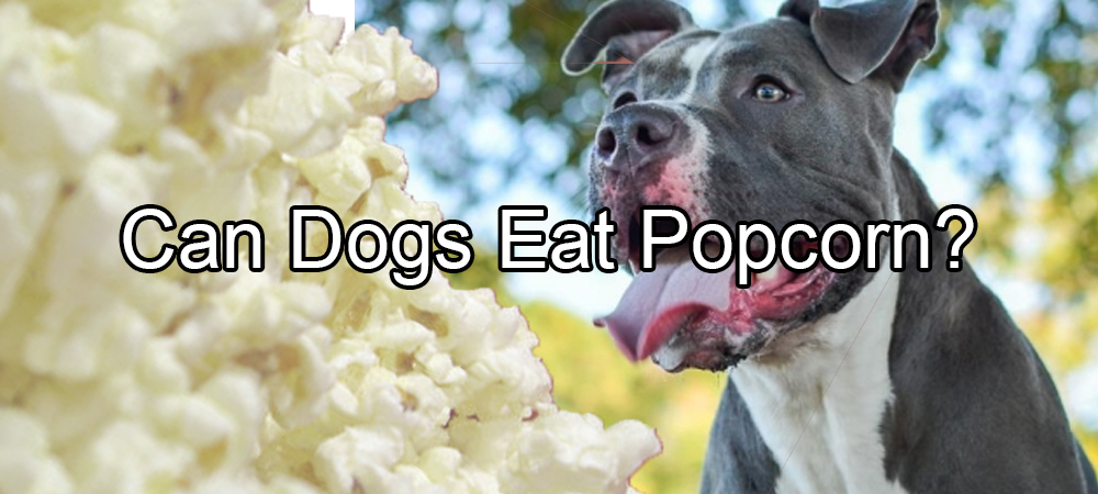Can Dogs Eat Popcorn?