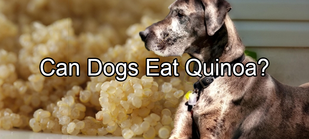 Can Dogs Eat Quinoa?