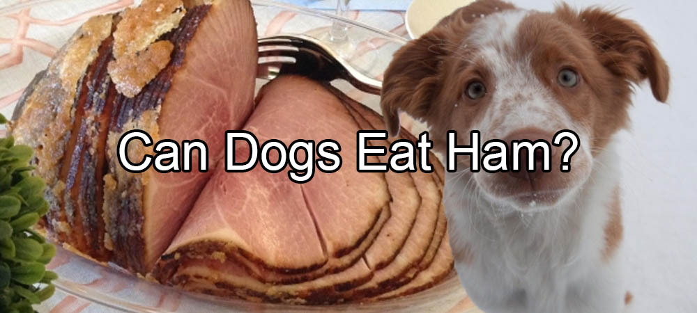 Can Dogs Eat Ham?