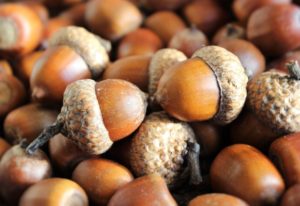 acorns 3