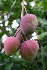 mangoes on tree