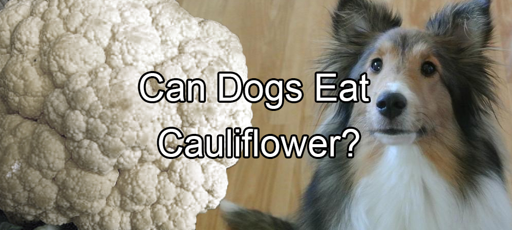can dogs eat cauliflower