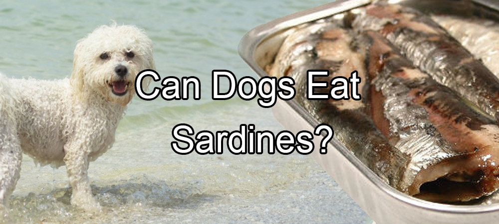 Can Dogs Eat Sardines?