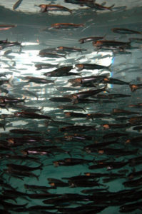 sardines-3