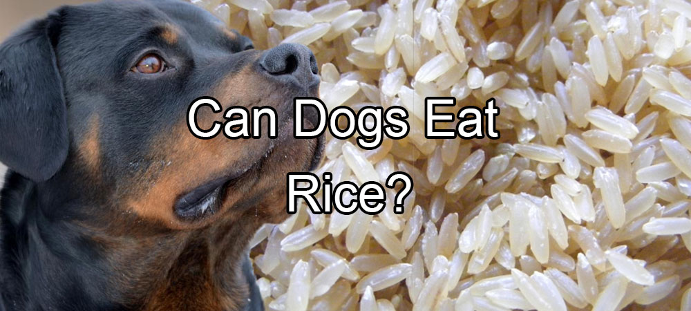 Can Dogs Eat Rice?