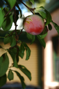 plum on tree