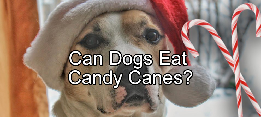 Can Dogs Eat Candy Canes?