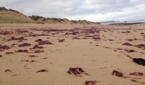 beached seaweed
