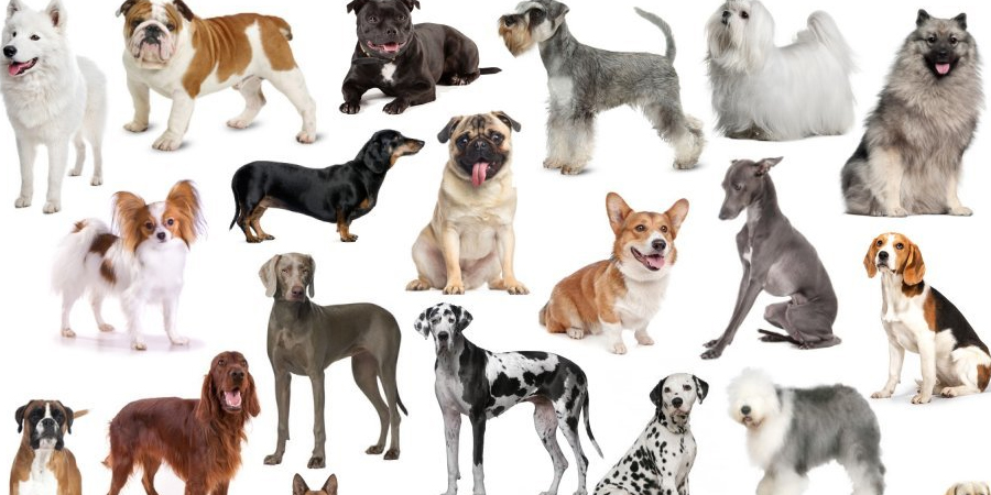 Which Dog Breed Are You? Take The Quiz And Find Out Now!