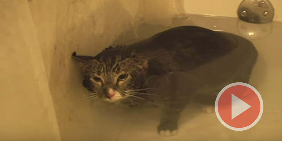 Watch As This Cat Meows Underwater!  So Funny & Cute!