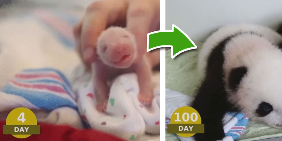 Watch A Panda Grow From Birth To Day 100 – The Transformation Is Amazing!