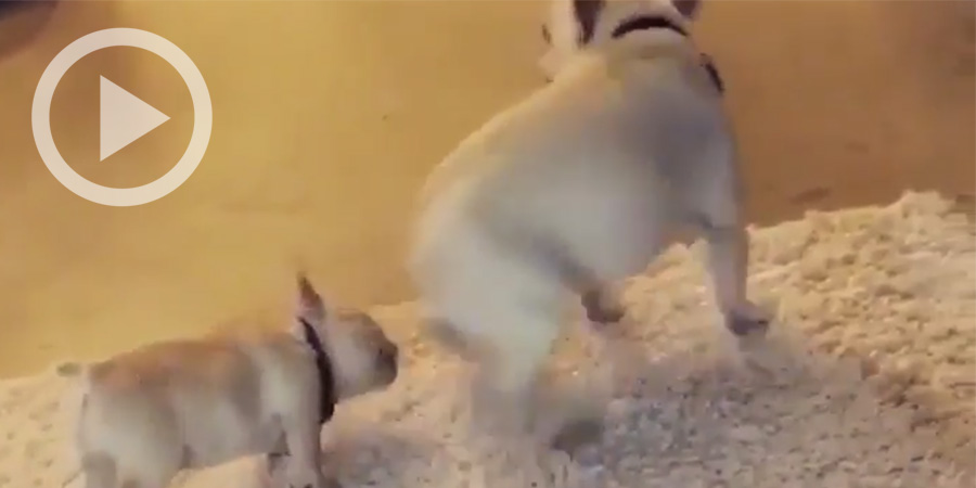 This Puppy Playing With His Brother Is Taking The Internet By Storm.