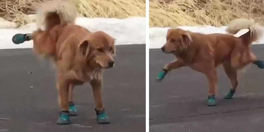WATCH: This Dog Is Not A Fan Of The Booties!