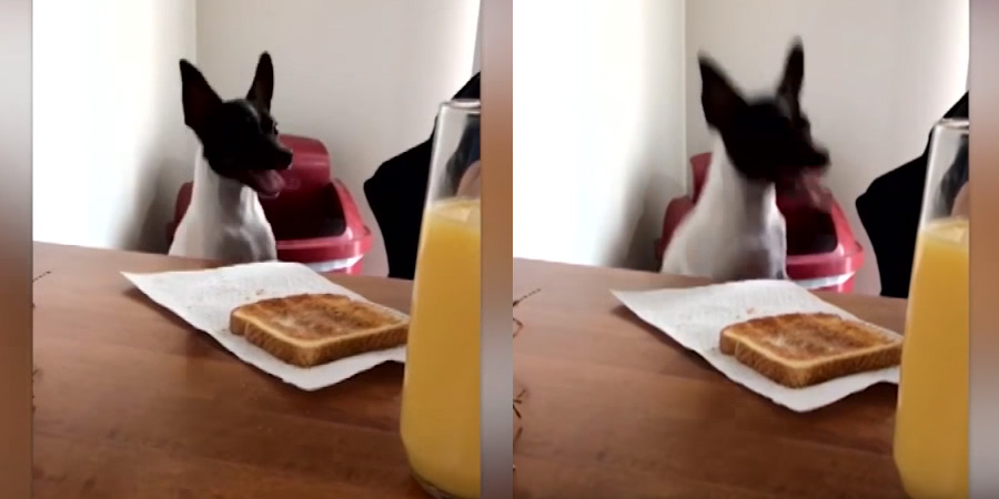 WATCH: Eager Dog Jumps Up And Down in Hopes of Getting His Favorite Treat!