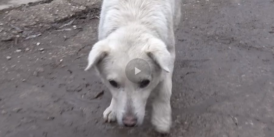 WATCH:  The Rescue of a Scared Homeless Dog with a Broken Heart