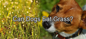 can dogs eat grass